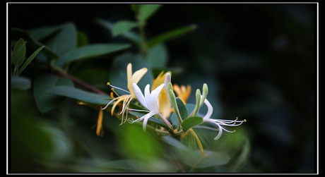 Honeysuckle supplier-Herbal Vitae.jpeg